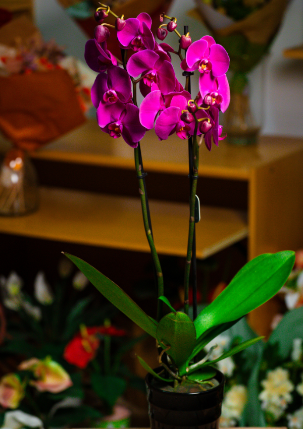 Orquídea Lila
