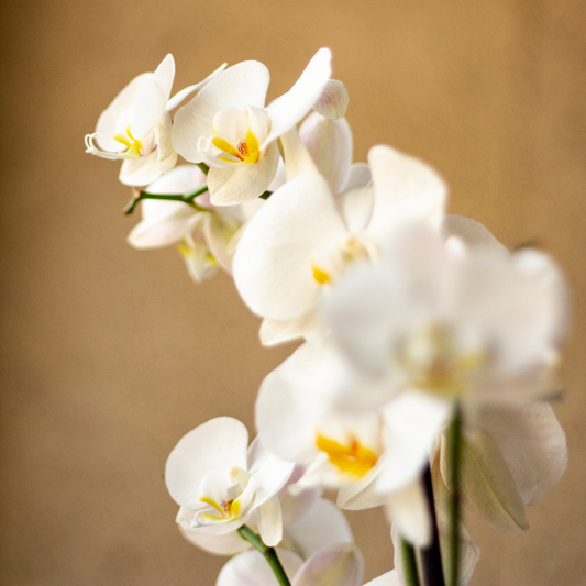 Orquídea Blanca
