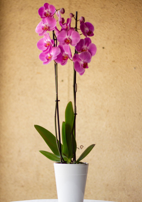 Orquídea Rosa