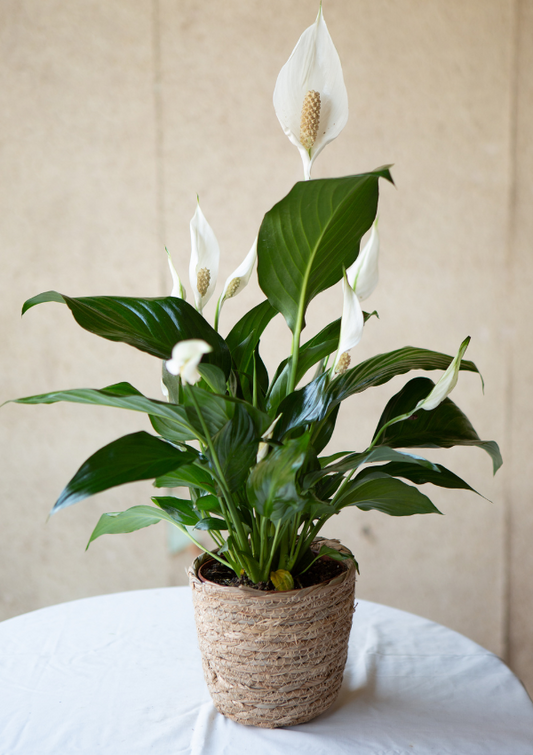 Lirio de la Paz - Espatifilo