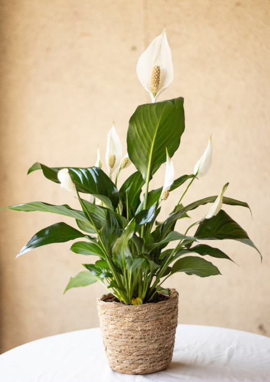 Lirio de la Paz - Espatifilo