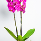 Orquídea Lila