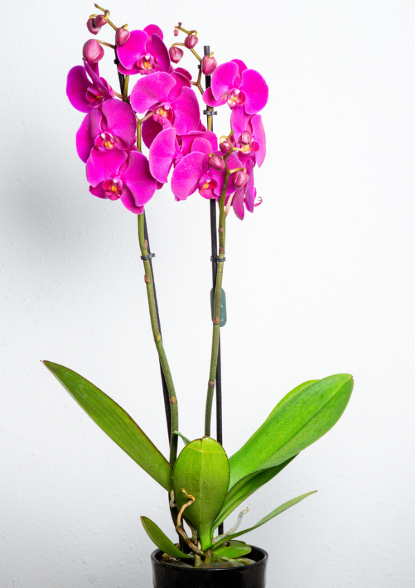 Orquídea Lila