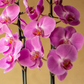 Orquídea Rosa