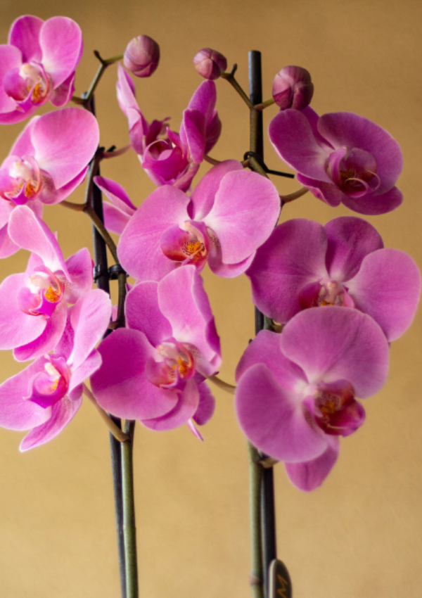 Orquídea Rosa