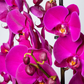 Orquídea Lila