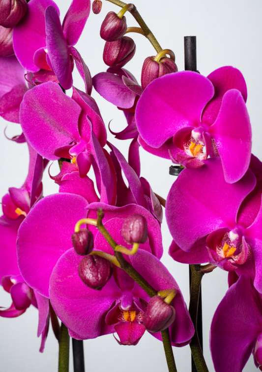 Orquídea Lila