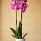 Orquídea Rosa