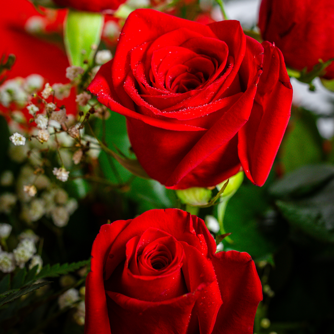 Ramo de Rosas PREMIUM · Papel Elegance (+9 Rosas a Elegir)