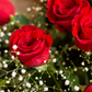 Ramo de Rosas PREMIUM (+9 Rosas a Elegir)