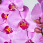 Orquídea Rosa