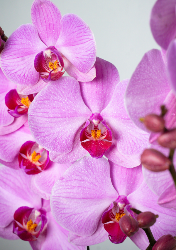 Orquídea Rosa