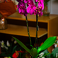 Orquídea Lila