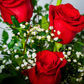 Ramo de Rosas PREMIUM · Papel Elegance (+9 Rosas a Elegir)
