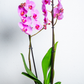 Orquídea Rosa