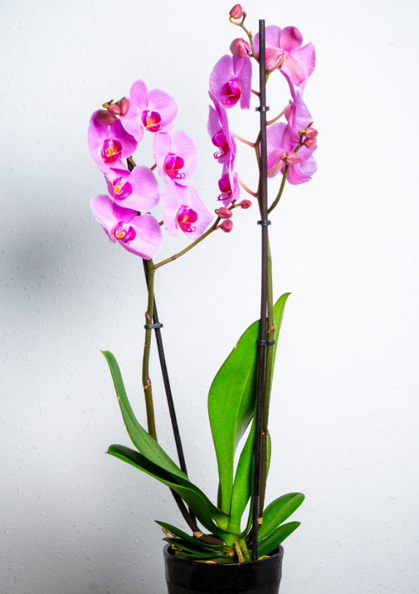 Orquídea Rosa