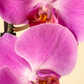 Orquídea Rosa