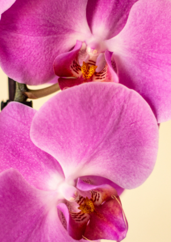 Orquídea Rosa