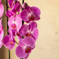 Orquídea Rosa