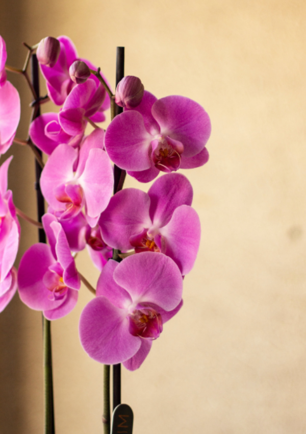 Orquídea Rosa
