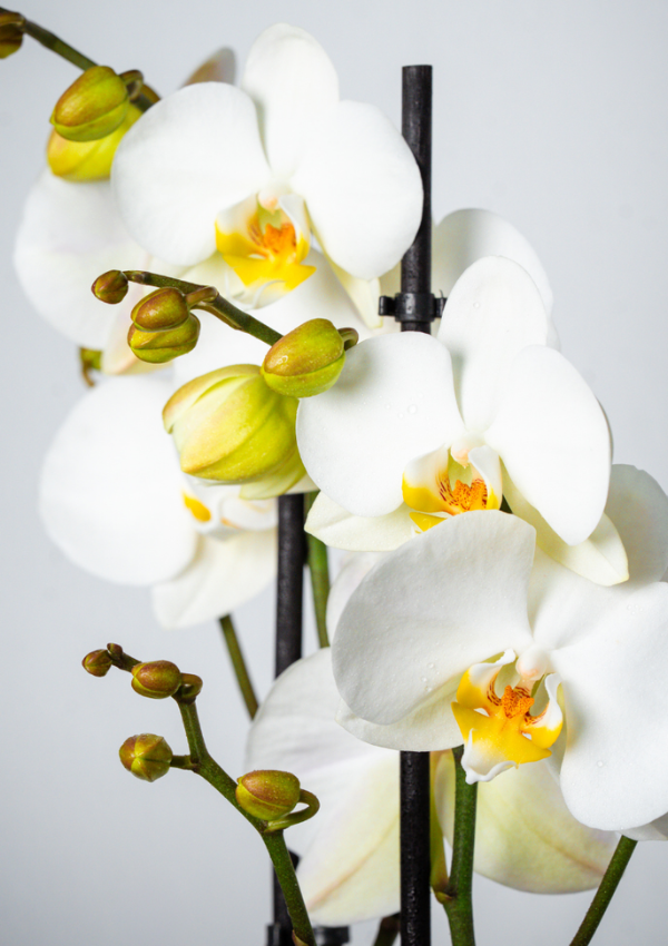 Orquídea Blanca