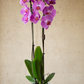 Orquídea Rosa