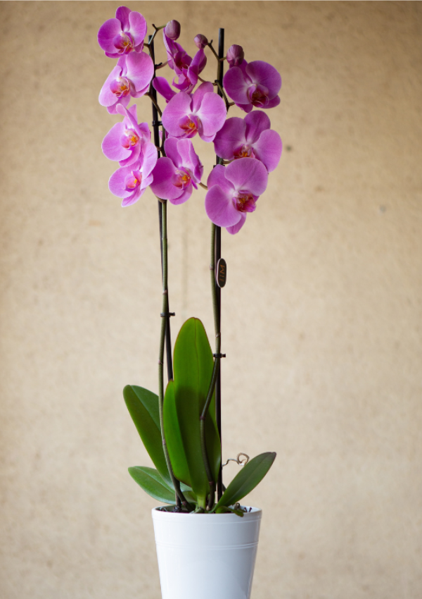 Orquídea Rosa