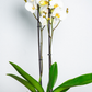 Orquídea Blanca