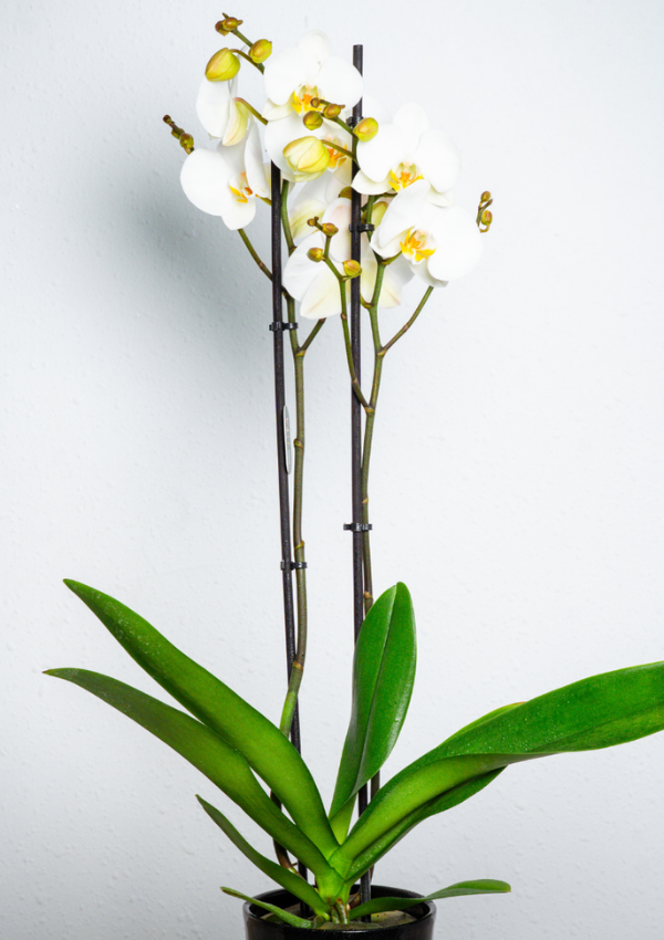 Orquídea Blanca